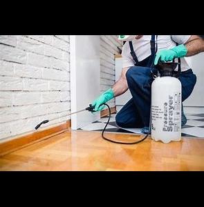 Greater Bay Area Termite/ Echobots Termite and Pest Solutions