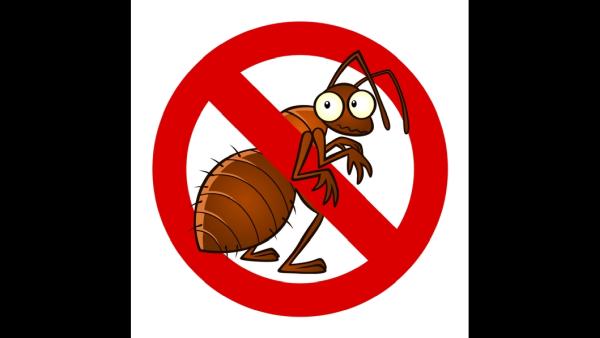 Greater Bay Area Termite/ Echobots Termite and Pest Solutions