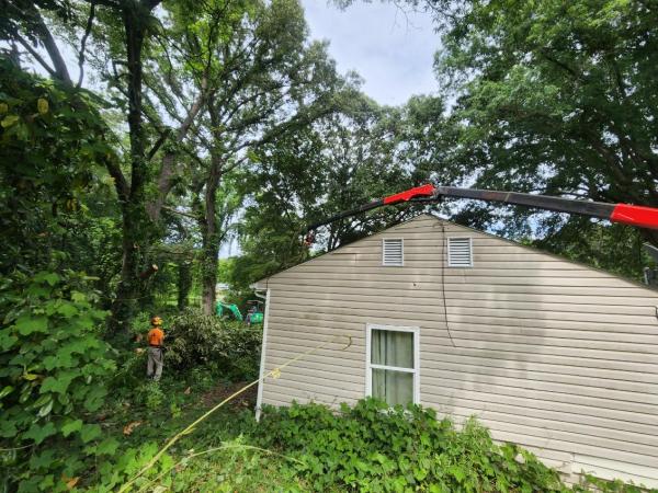Jernigan Tree Experts
