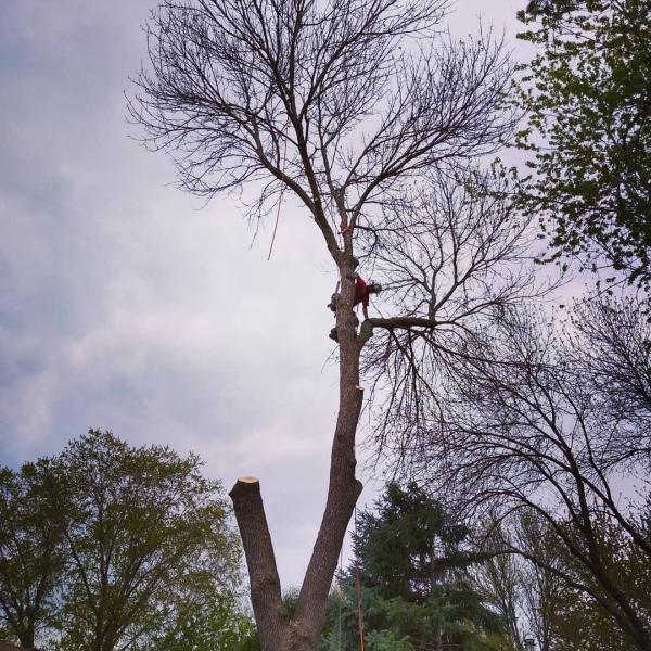 Arborsmith Tree Care