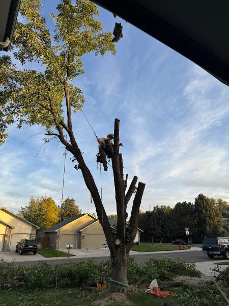 Trees All Day Tree Service
