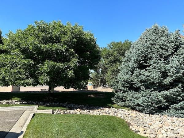 Trees All Day Tree Service