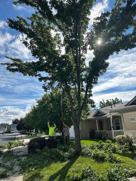 Trees All Day Tree Service