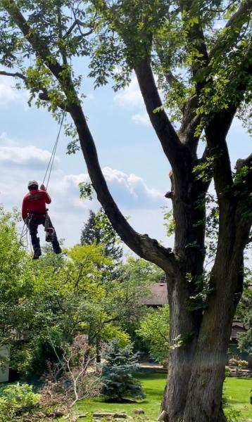 EE Tree Service INC