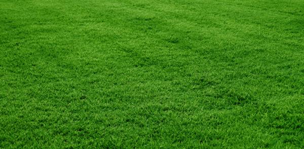 Canyon Creek Tree Care & Pest Control