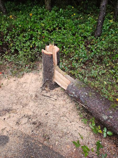 Priority Tree Service LLC