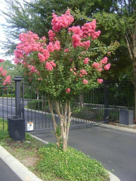 Chuck's Landscaping