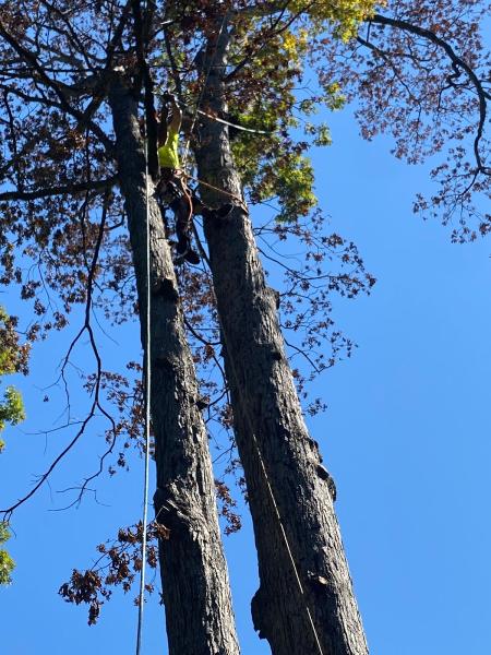 RF Green Trees LLC