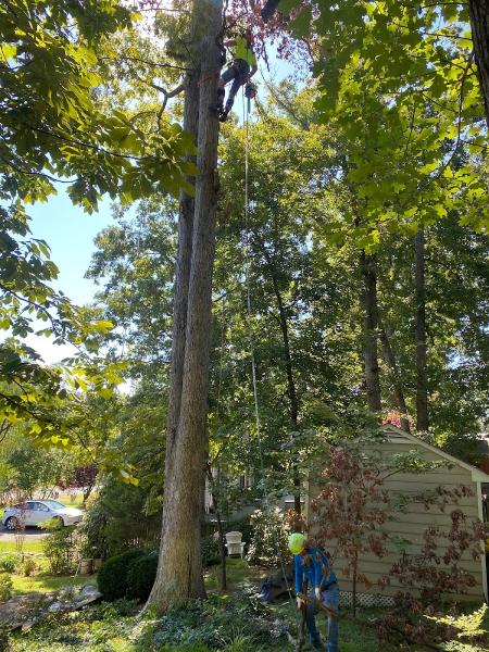 RF Green Trees LLC