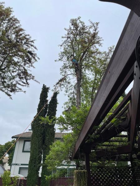 Cousins Tree Services