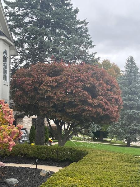 Clean Cut Tree Experts