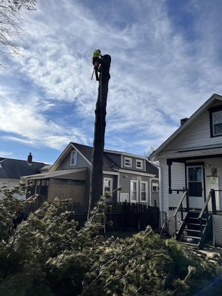 Maple Tree Service and Landscaping