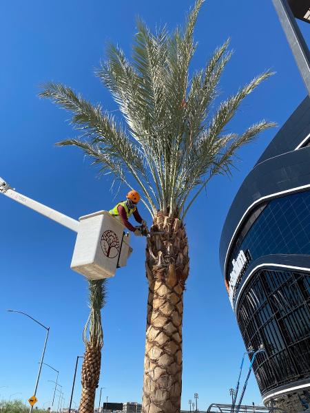 First Choice Tree Service