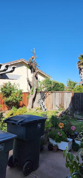Silverstone Landscaping & Tree Service