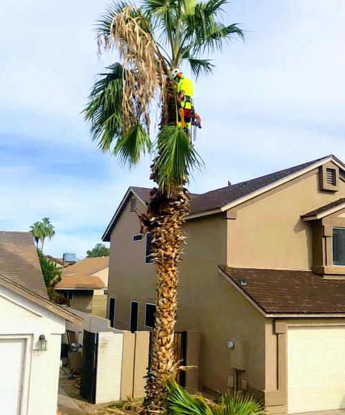 Professional Tree Monkeys LLC