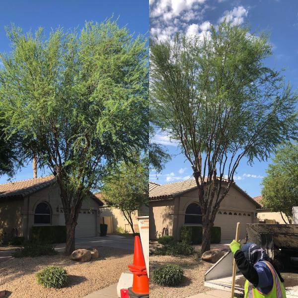 Professional Tree Monkeys LLC