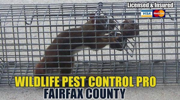 San Diego Wildlife Pest Control