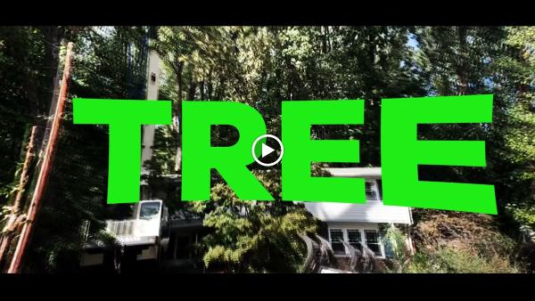 Gonzalez Tree Pros & Crane