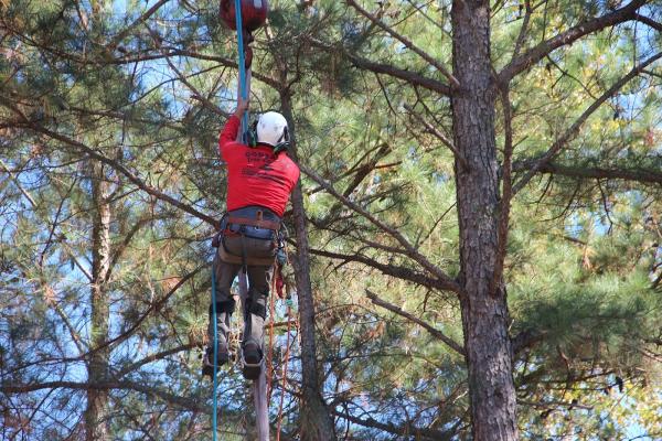 Gonzalez Tree Pros & Crane
