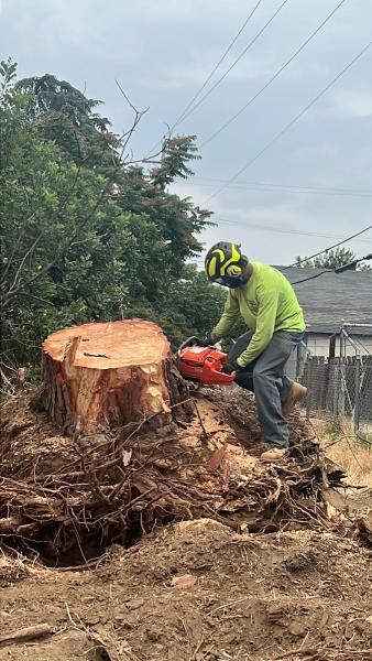 Quinones Tree Service