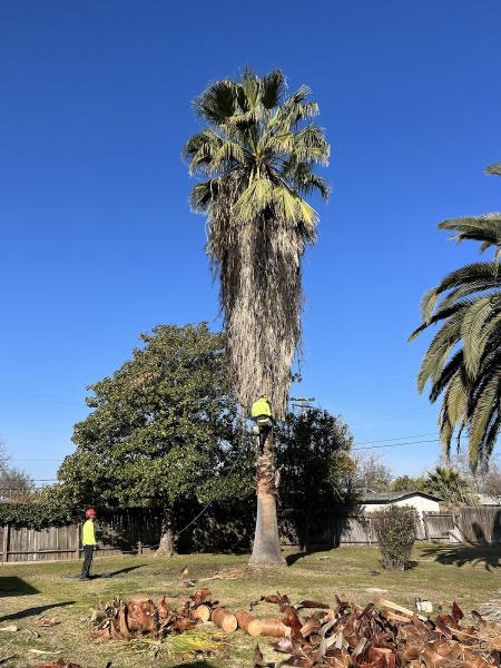 Quinones Tree Service