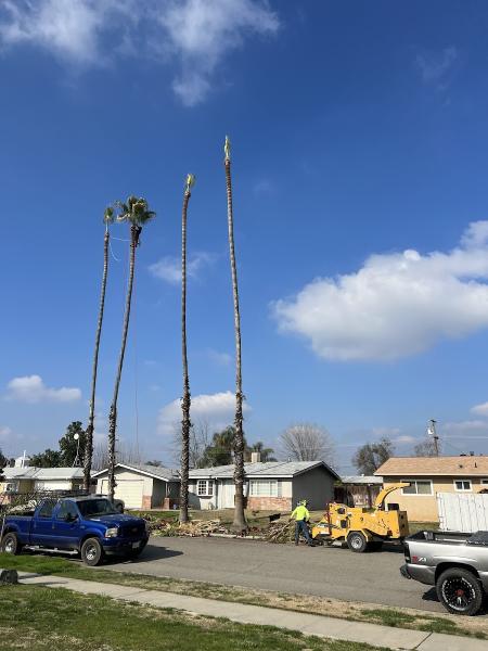 Quinones Tree Service