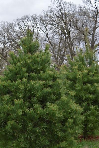 Pines On Paddock Tree Nursery & Transplant Service