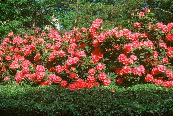 Prestige Shrub & Tree
