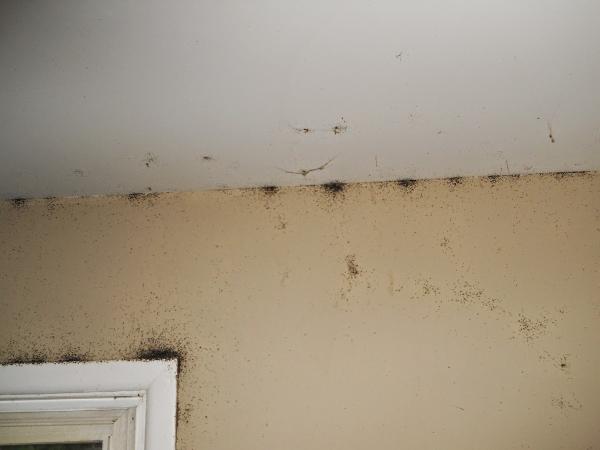 Empire Termite & Pest Control