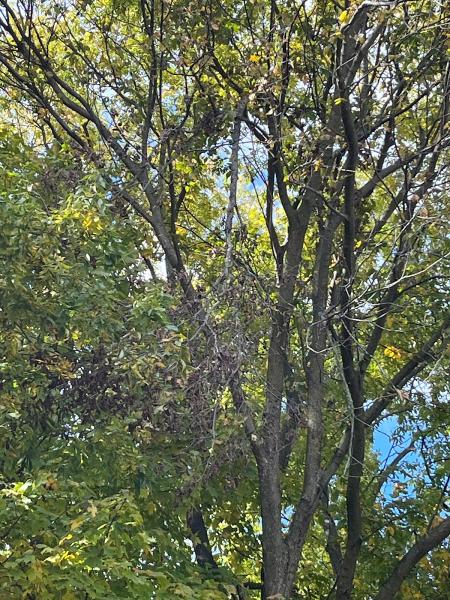 Arbaugh's Tree Services & Landscaping