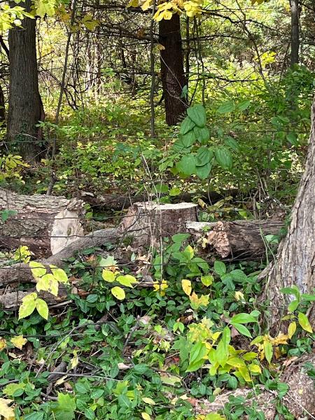 Arbaugh's Tree Services & Landscaping