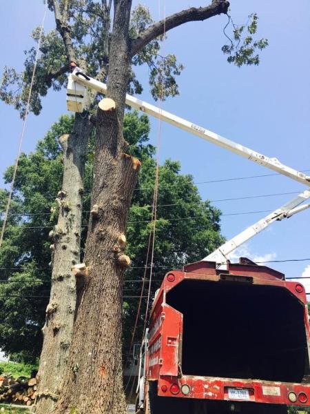 CK Molina Tree Service LLC