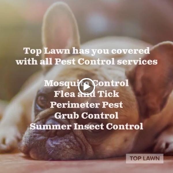 Top Lawn