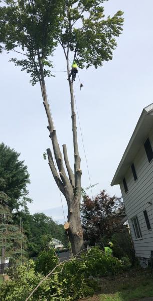518 Cut Tree