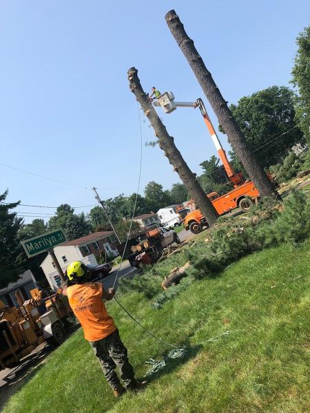 518 Cut Tree