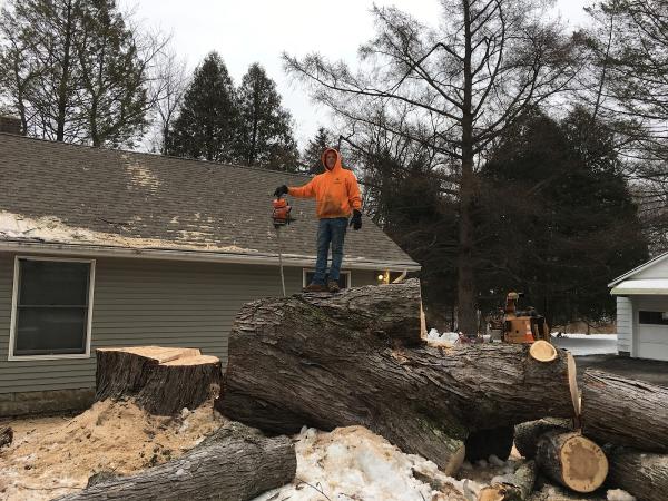 518 Cut Tree