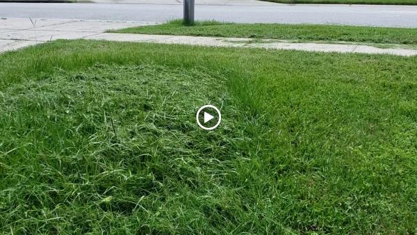 Clermont Sod & Irrigation
