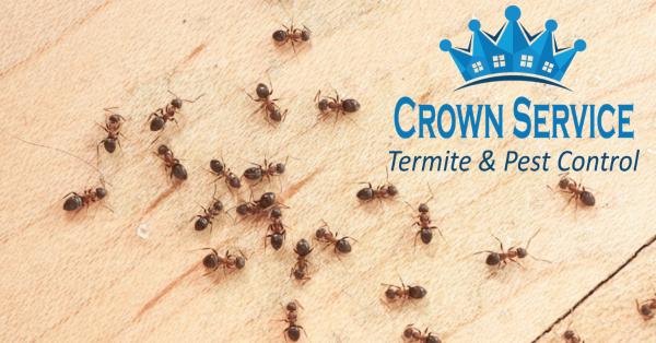 Crown Service Termite & Pest Control