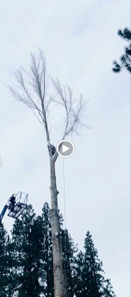 Tree & Landscape Services LLC