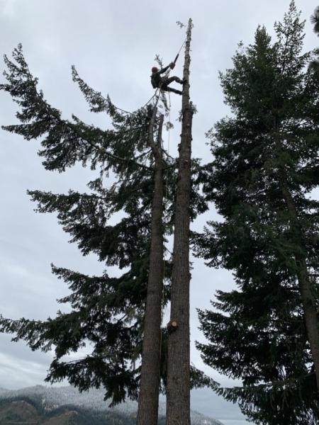 Tree & Landscape Services LLC