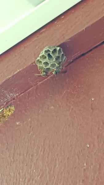 Kettle Moraine Pest Control