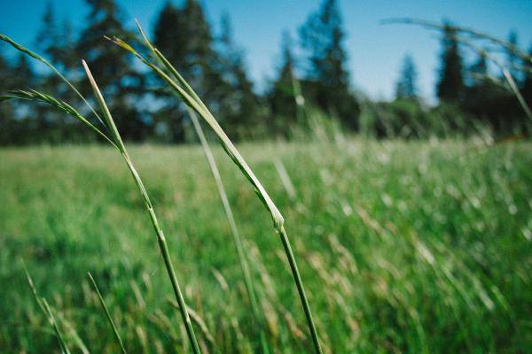 Florida Landscape & Lawn Care