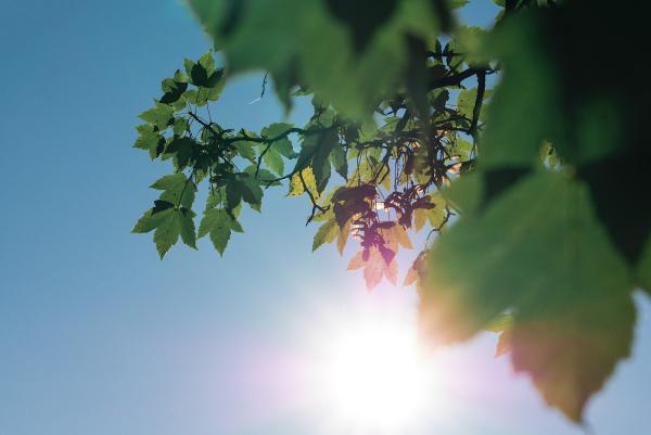 Leaf Life Tree Service Co.