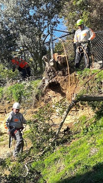 One Tripp Tree Service