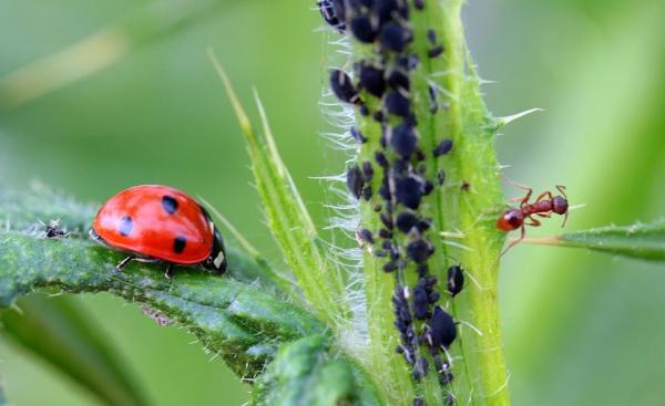 Township Pest Control