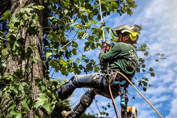 Sesmas Tree Service LLC