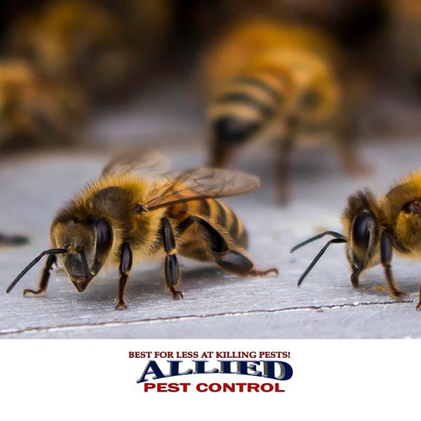 Allied Pest Control