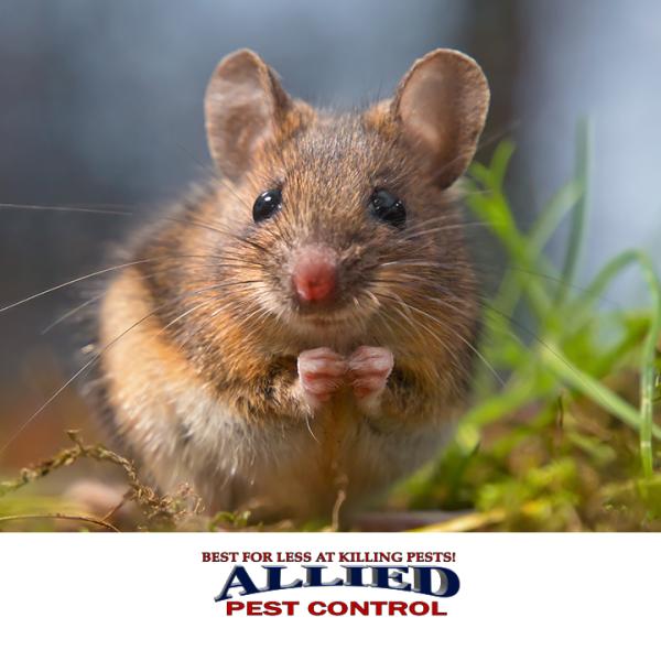 Allied Pest Control