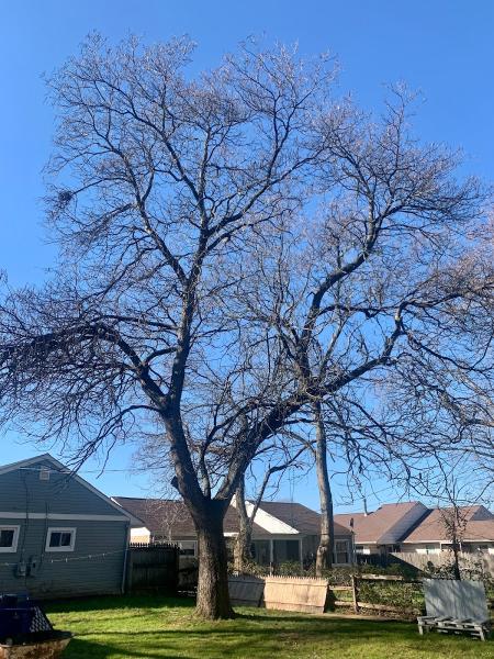 Rudy's Lawn & Tree Services