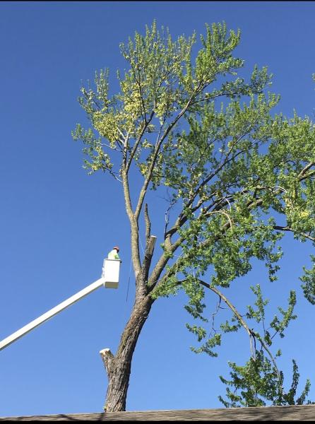 B&B Tree Service